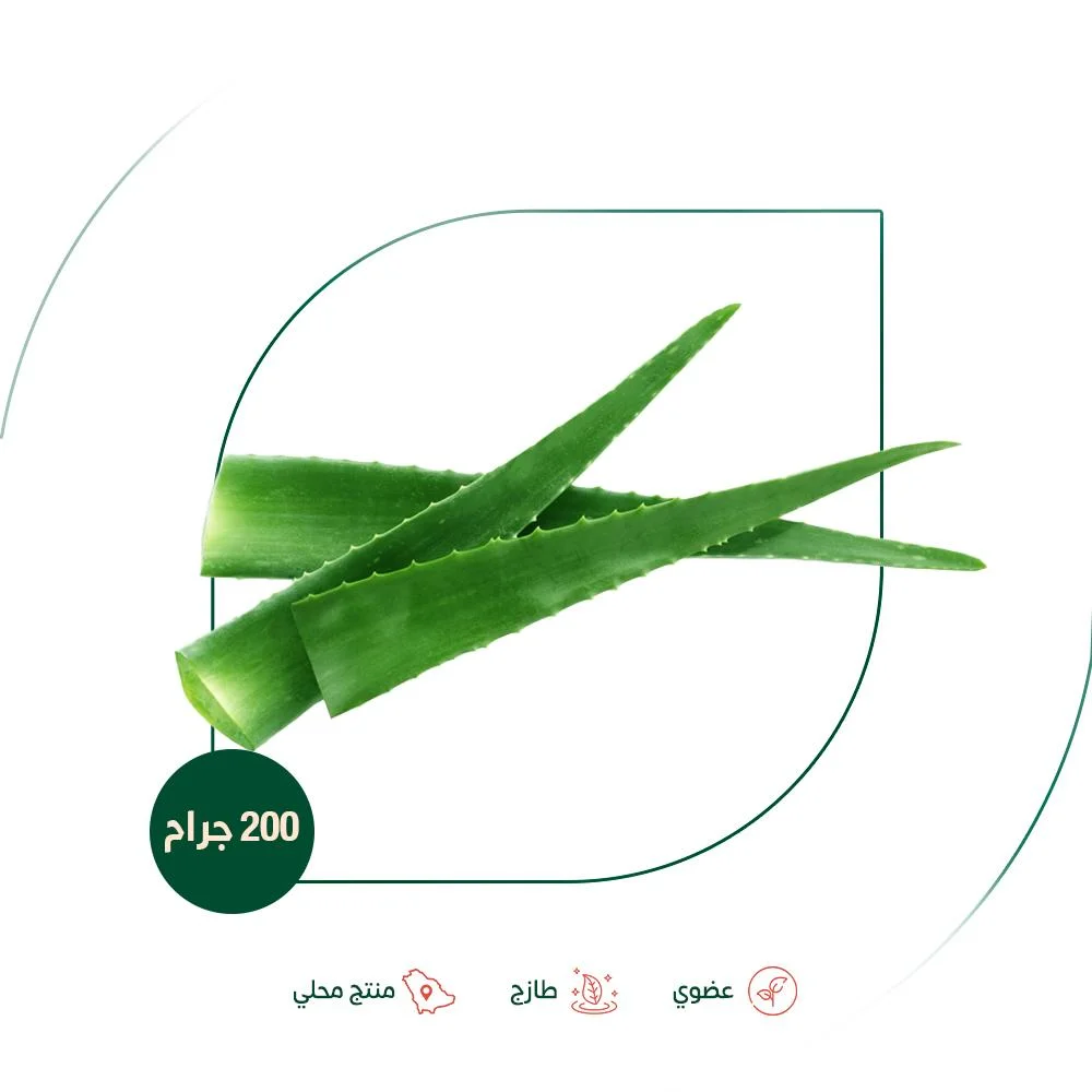 Fresh organic green aloe vera leaves, organic grow...